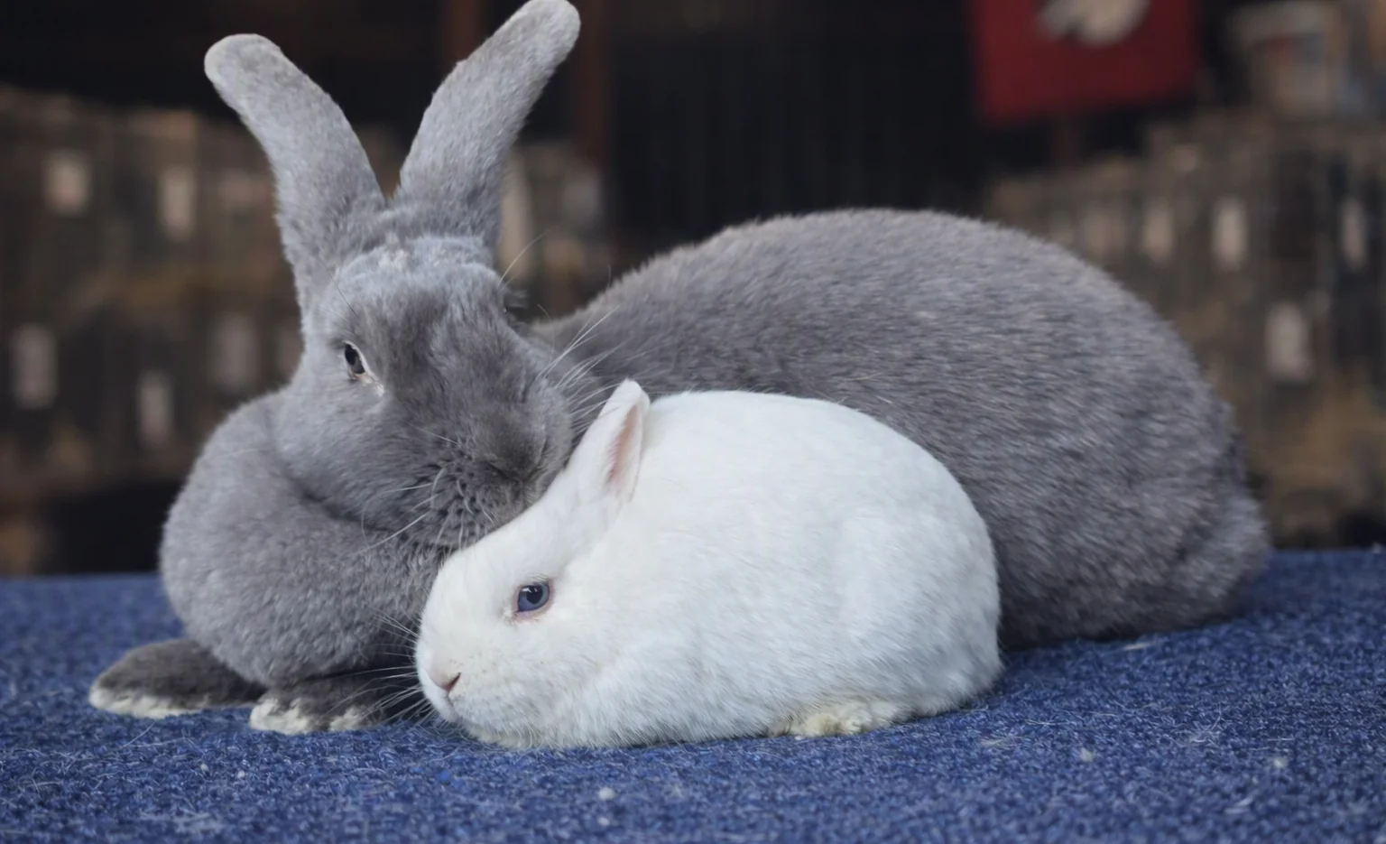 A Gauteng Rabbit Breeders Association member carefully holding a rabbit during a health check